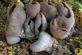 Attēlu rezultāti vaicājumam “Otidea bufonia”