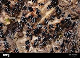 Attēlu rezultāti vaicājumam “Physarum contextum young”