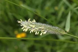 Attēlu rezultāti vaicājumam “Alopecurus pratensis flower”