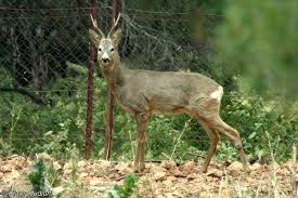 Attēlu rezultāti vaicājumam “Capreolus capreolus”