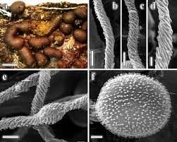Attēlu rezultāti vaicājumam “Comatricha fragilis spores”