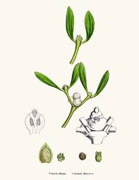 Attēlu rezultāti vaicājumam “Viscum album leaf”