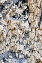 Attēlu rezultāti vaicājumam “Schizopora paradoxa”