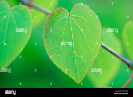 Attēlu rezultāti vaicājumam “Cercidiphyllum japonicum leaf”