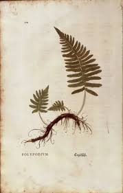 Attēlu rezultāti vaicājumam “Polypodium vulgare”