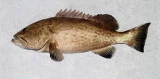 Image result for Mycteroperca microlepis