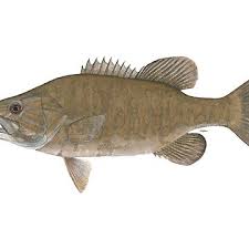 Image result for Micropterus dolomieu