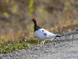 Attēlu rezultāti vaicājumam “Lagopus lagopus male”