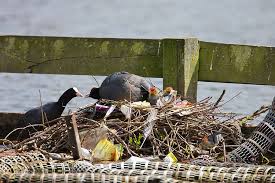 Attēlu rezultāti vaicājumam “Fulica atra nest”