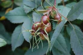 Attēlu rezultāti vaicājumam “Rosa glauca leaf”