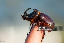 Attēlu rezultāti vaicājumam “Oryctes nasicornis”