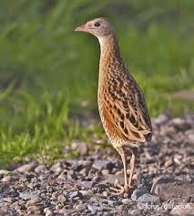 Attēlu rezultāti vaicājumam “Crex crex adult”