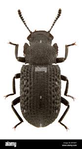 Attēlu rezultāti vaicājumam “Bolitophagus reticulatus imago”