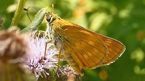 Attēlu rezultāti vaicājumam “Ochlodes sylvanus female”