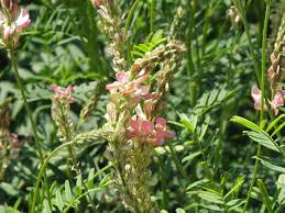 Image result for Onobrychis viciifolia