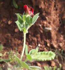 Image result for Lotus tetragonolobus