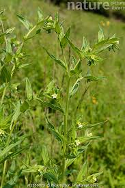 Attēlu rezultāti vaicājumam “Lithospermum officinale”