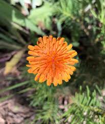 Image result for Agoseris major