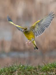 Attēlu rezultāti vaicājumam “Chloris chloris male”