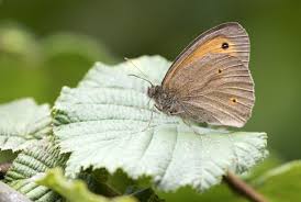 Attēlu rezultāti vaicājumam “Maniola jurtina male”