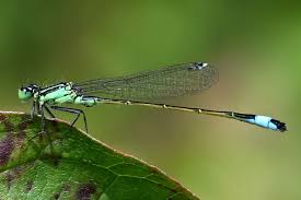 Attēlu rezultāti vaicājumam “Ischnura elegans”