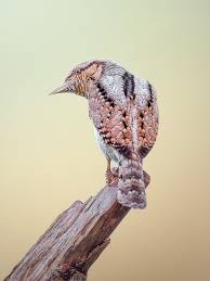 Image result for Jynx torquilla