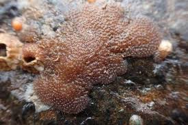 Attēlu rezultāti vaicājumam “Lophozia laxa macro”