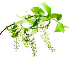 Attēlu rezultāti vaicājumam “Salix triandra male flower”