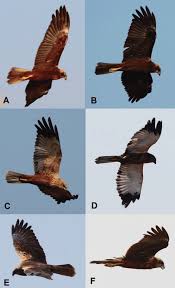 Attēlu rezultāti vaicājumam “Circus aeruginosus”