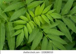 Attēlu rezultāti vaicājumam “Fraxinus excelsior leaf”