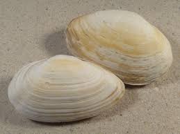 Attēlu rezultāti vaicājumam “Mya arenaria”