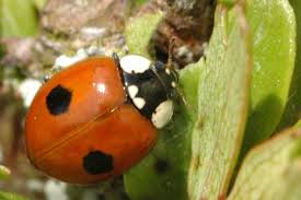 Attēlu rezultāti vaicājumam “Adalia bipunctata”