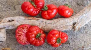 Afbeeldingsresultaat voor black elephant tomato