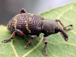 Attēlu rezultāti vaicājumam “Hylobius pinastri”