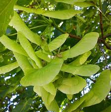 Attēlu rezultāti vaicājumam “Acer platanoides fruit”