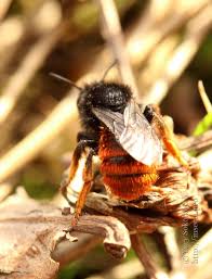 Attēlu rezultāti vaicājumam “Osmia bicolor”