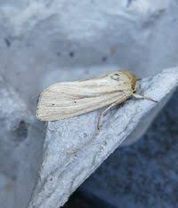 Attēlu rezultāti vaicājumam “Mythimna impura”