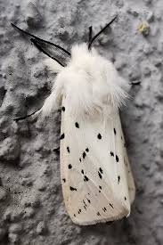 Attēlu rezultāti vaicājumam “Spilosoma lubricipeda”