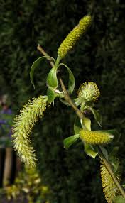 Attēlu rezultāti vaicājumam “Salix alba var. alba”