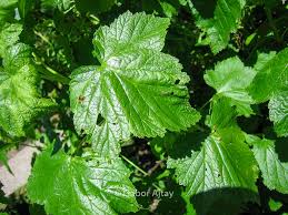 Attēlu rezultāti vaicājumam “Ribes nigrum leaf”