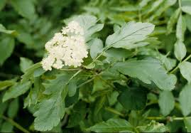 Attēlu rezultāti vaicājumam “Sorbus hybrida”