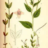 Attēlu rezultāti vaicājumam “Epilobium montanum”