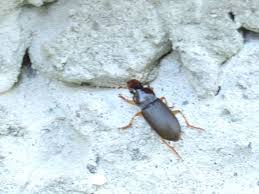 Attēlu rezultāti vaicājumam “Pseudoophonus rufipes”