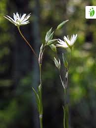 Attēlu rezultāti vaicājumam “Stellaria longifolia flower”