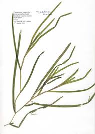 Attēlu rezultāti vaicājumam “Potamogeton compressus leaf”