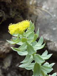 Attēlu rezultāti vaicājumam “Rhodiola rosea flower”