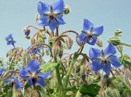 Attēlu rezultāti vaicājumam “Borago officinalis”