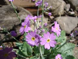 Attēlu rezultāti vaicājumam “Primula farinosa bud”