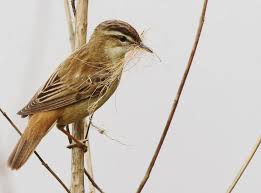 Attēlu rezultāti vaicājumam “Acrocephalus schoenobaenus”