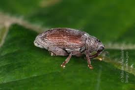 Attēlu rezultāti vaicājumam “Rhynchaenus lonicerae”